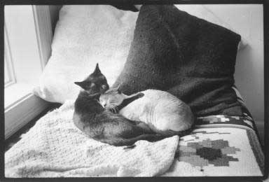 Cats in bed 1970    - copyright Lisl Steiner
